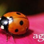 Certificato da agricoltura biologica