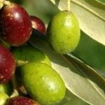 Canaiella solo olive taggiasche