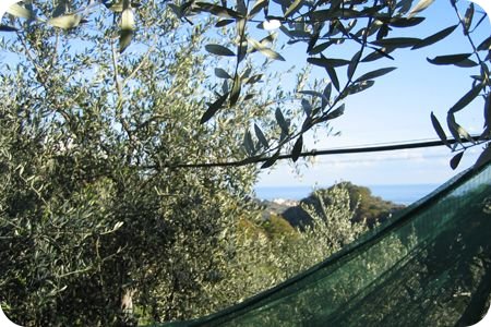 canaiella-home-2